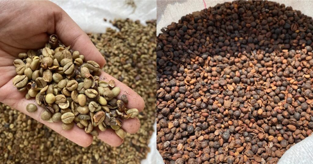 tipos de café excelsa