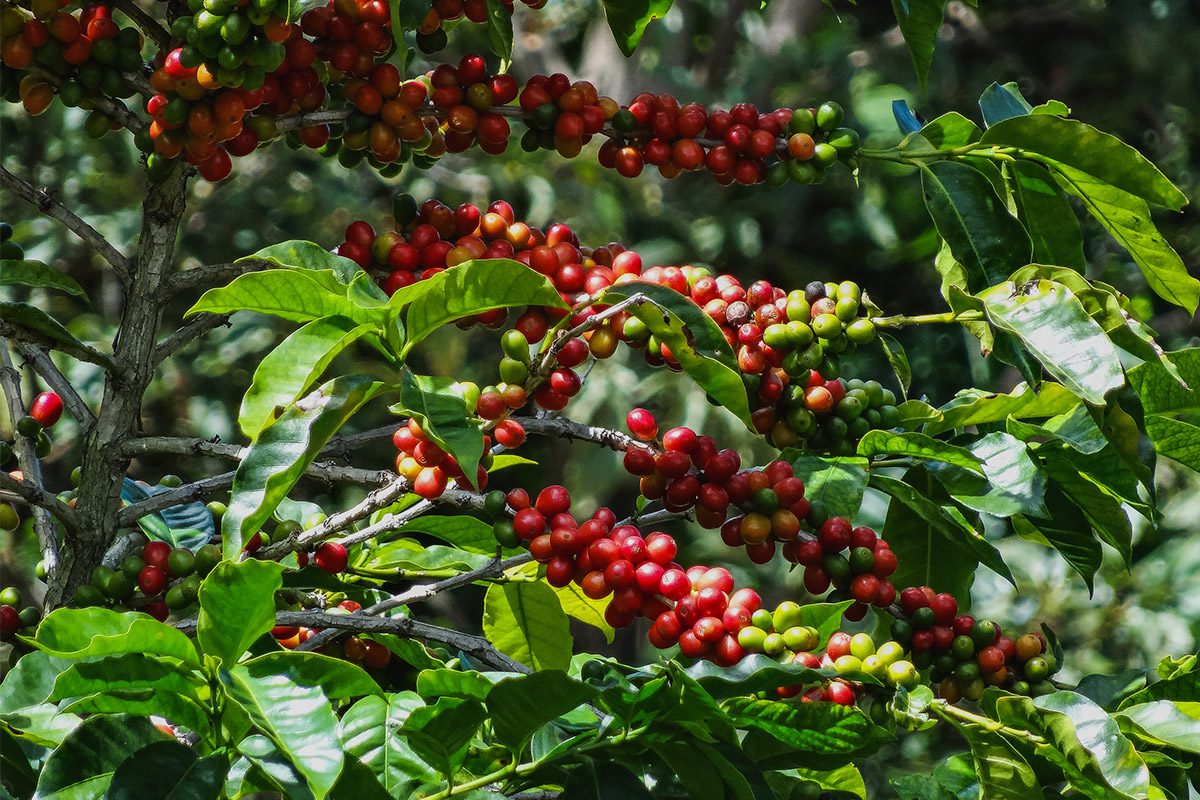 café de especialidad