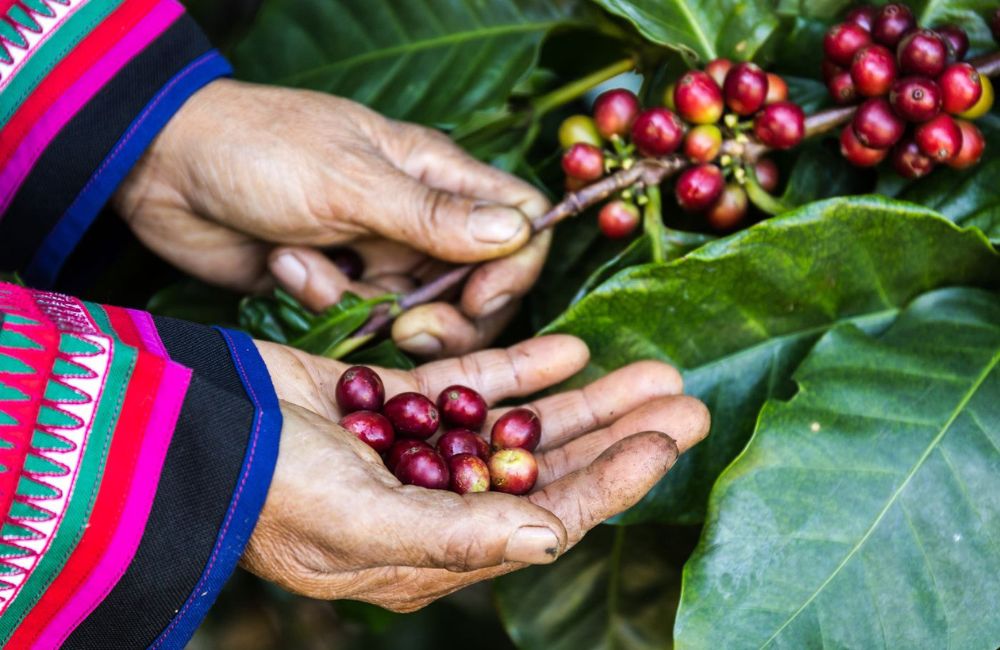 Diferencia tipos de café
