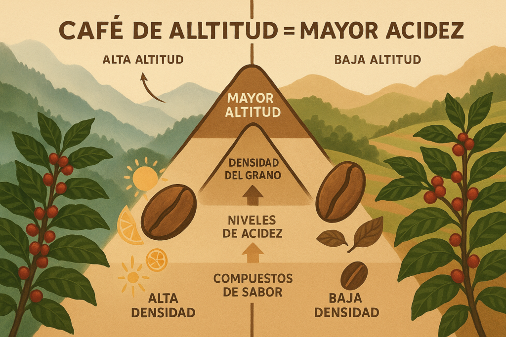 altitud del café