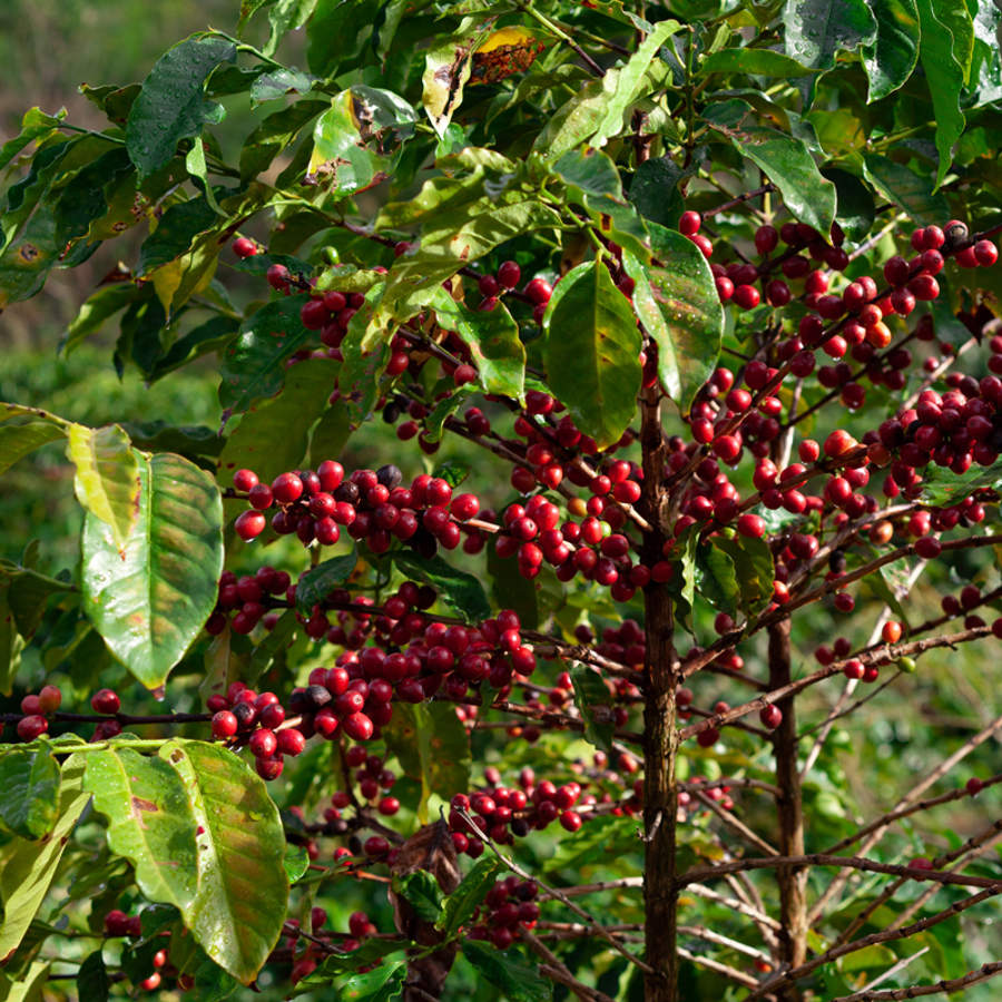 altitud del café